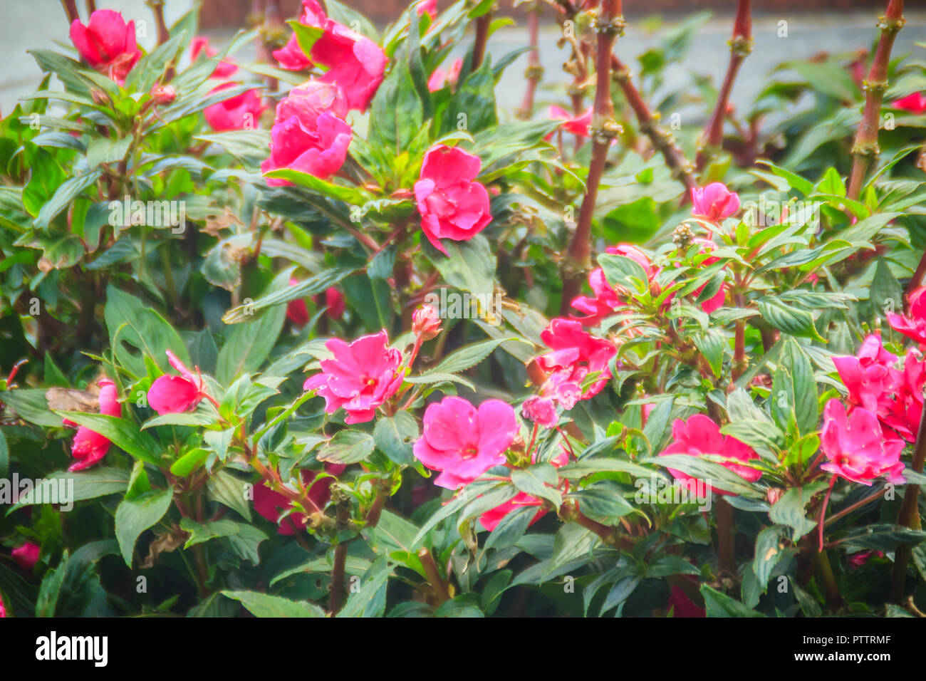 Impatiens balsamina flor roja de fondo. Impatiens balsamina (bálsamo de  jardín, jardín, Rose jewelweed balsam, spotted snapweed, touch-me-no) es  una SPE Fotografía de stock - Alamy