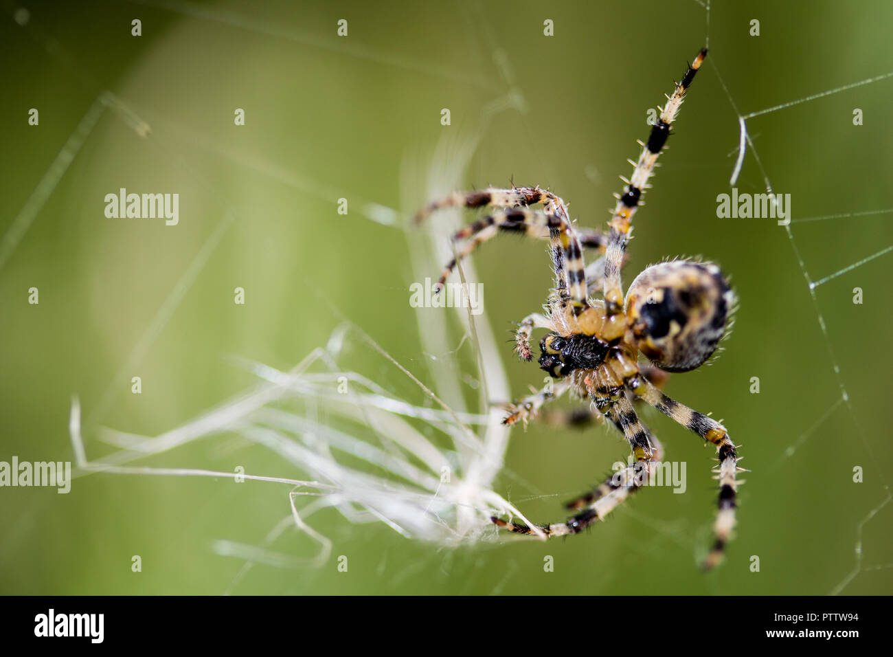 Araña de macro Foto de stock