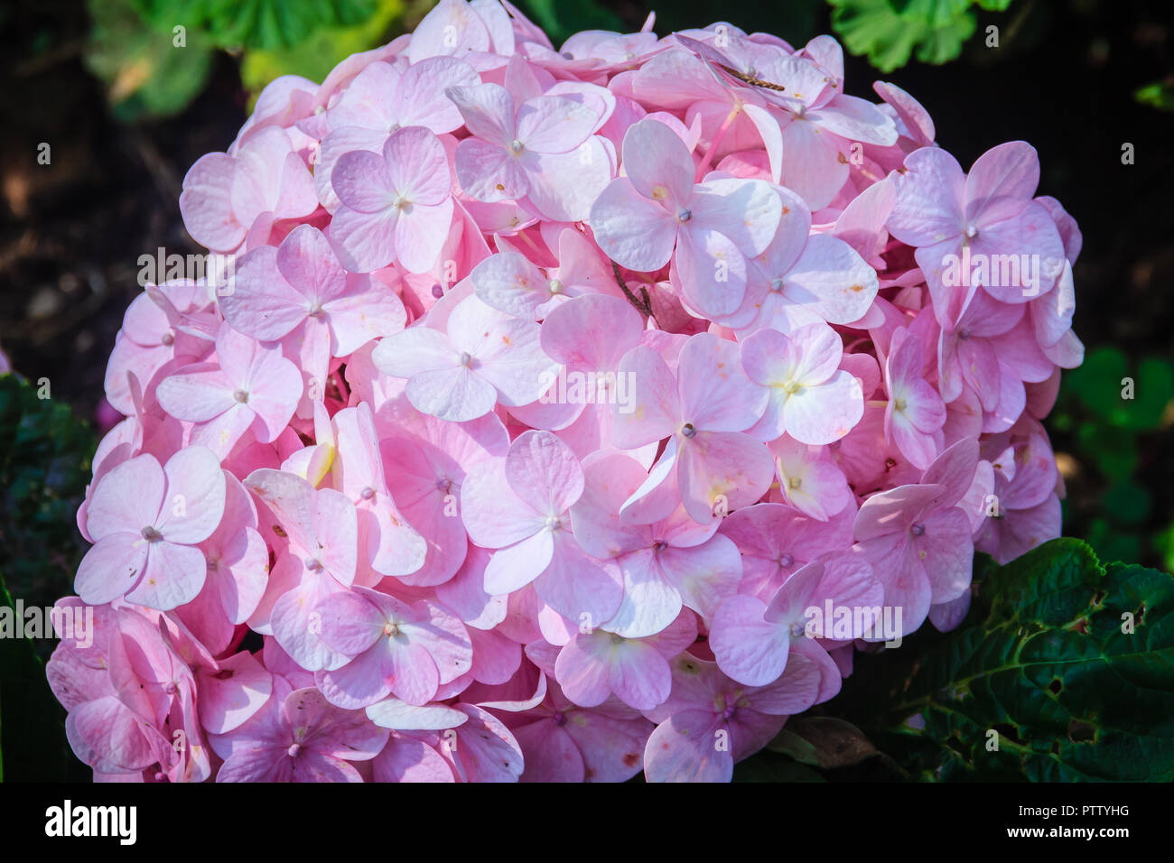 Hortensia de hoja grande fotografías e imágenes de alta resolución - Página  9 - Alamy
