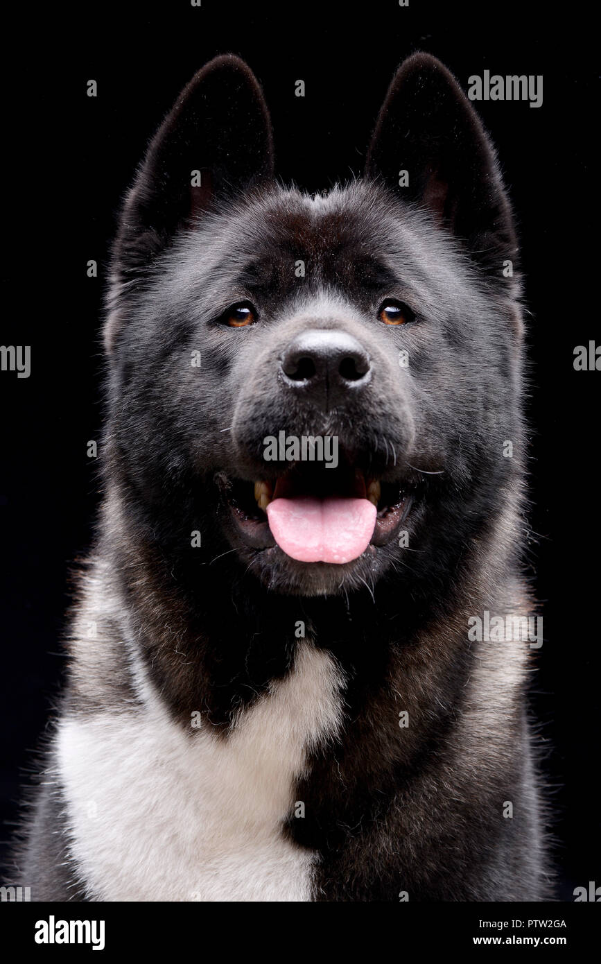 Akita negro fotografías e imágenes de alta resolución - Alamy