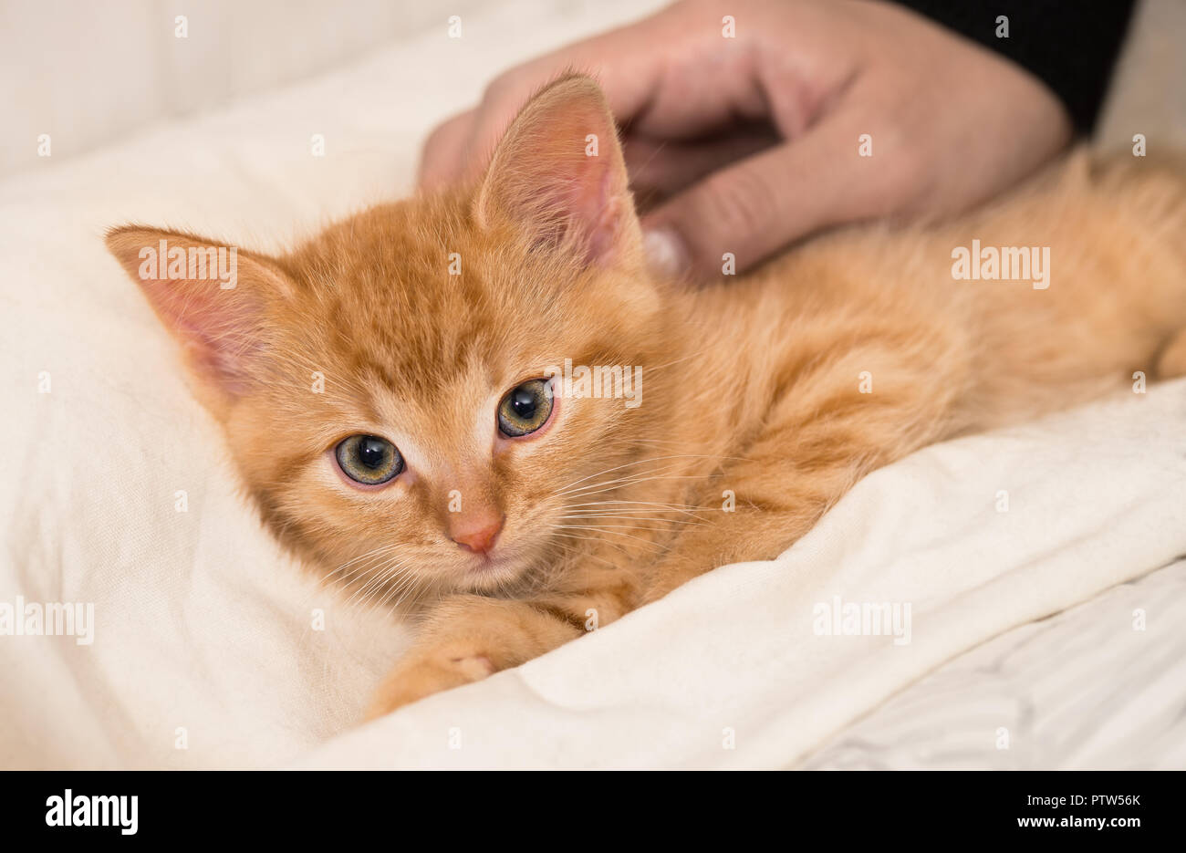 Lindo gatito de jengibre y la mano humana. Gato doméstico ocho semanas de edad. Felis silvestris catus. Caricia de pequeño atigrado kitty. Mullida cama blanca. Dulce pequeña mascota. Foto de stock