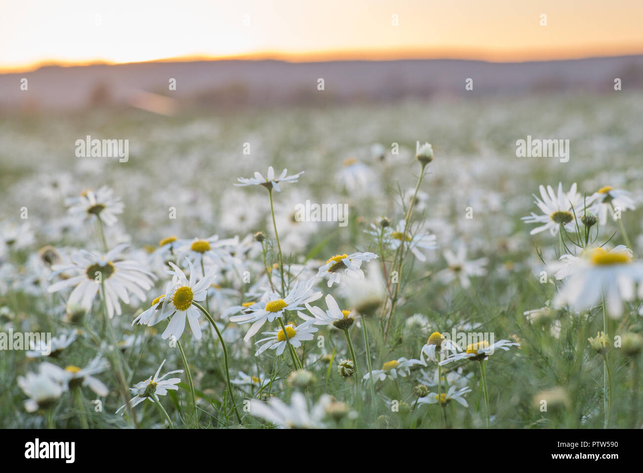 Un campo de margaritas al atardecer Foto de stock