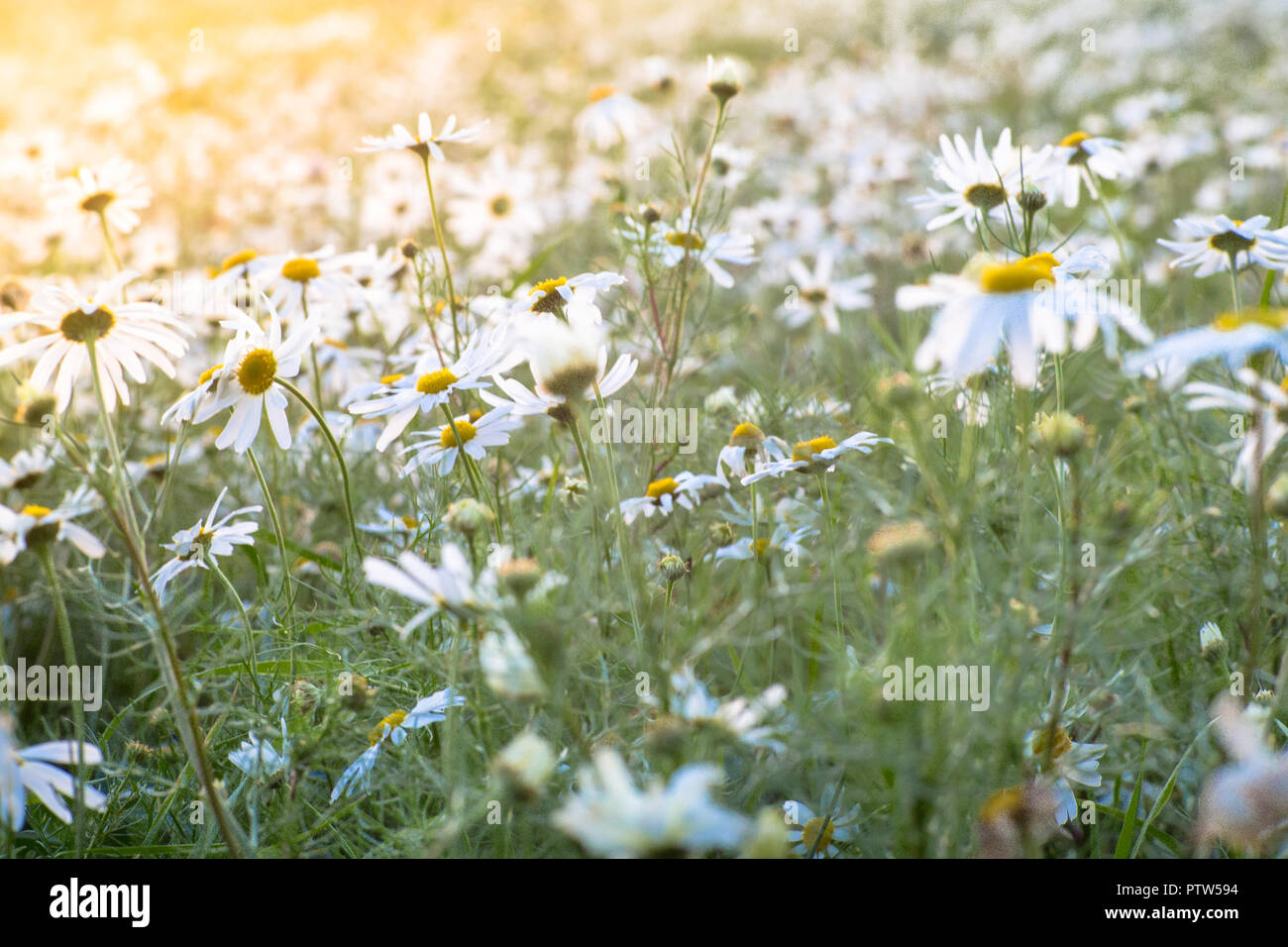 Un campo de margaritas al atardecer Foto de stock