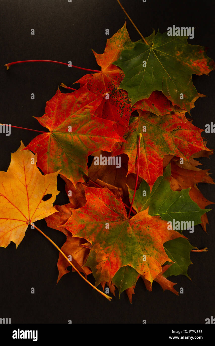 Hojas de otoño colorido sobre fondo negro Foto de stock