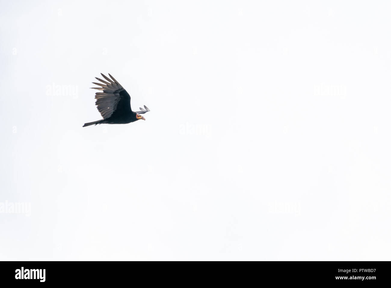 Reserva de Pacaya Samiria, Perú, América del Sur. Mayor de cabeza amarilla buitre volando. Foto de stock
