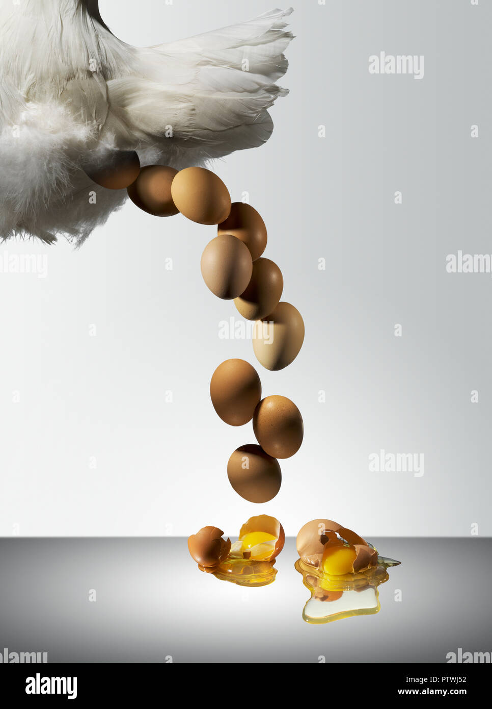 Gallina poniendo huevos frescos con yema de huevo y albúmina derramando  sobre la superficie Fotografía de stock - Alamy
