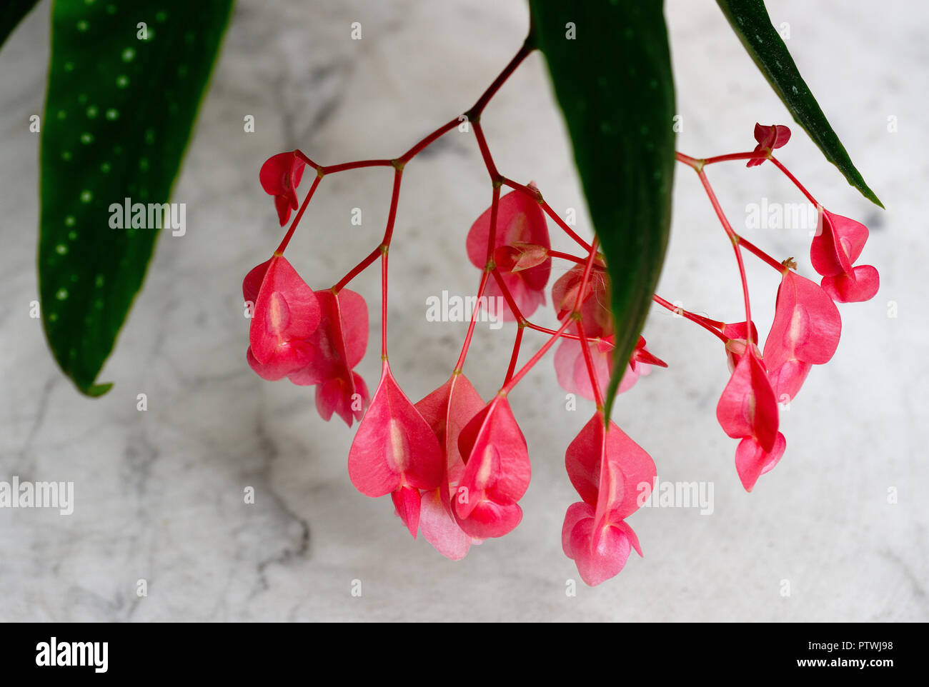 Flores de Begonia tamaya Fotografía de stock - Alamy