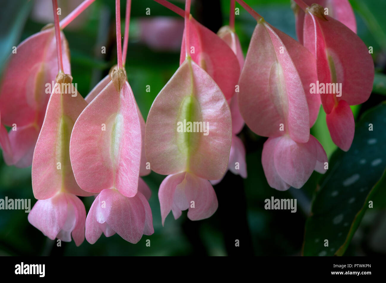 Flores de Begonia tamaya Fotografía de stock - Alamy