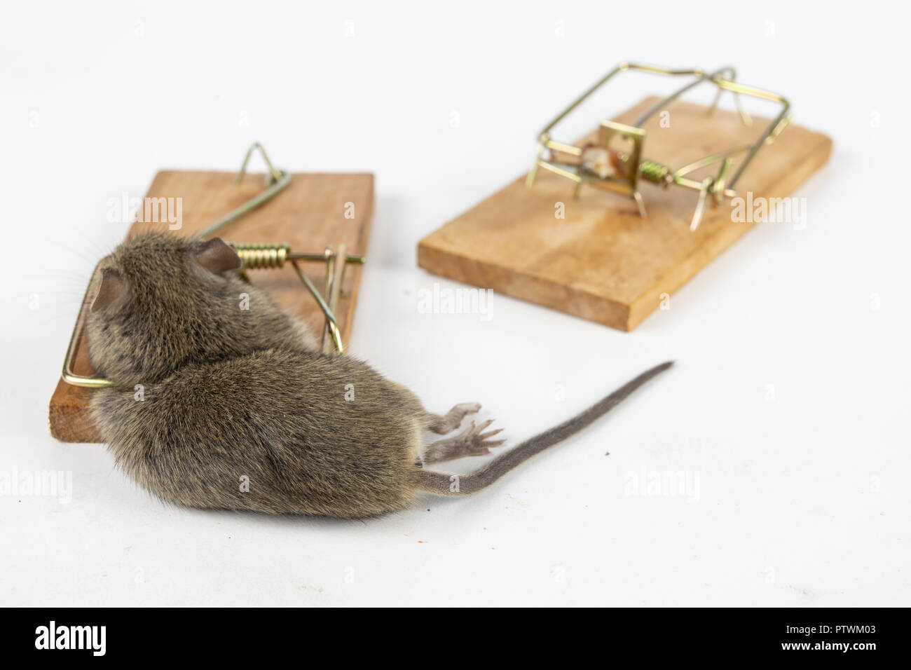 La Trampa Para Ratas En El Lugar Del Pegamento, Peligrosa Y Sucia, Causa De  La Leptospirosis. Fotos, retratos, imágenes y fotografía de archivo libres  de derecho. Image 168112405