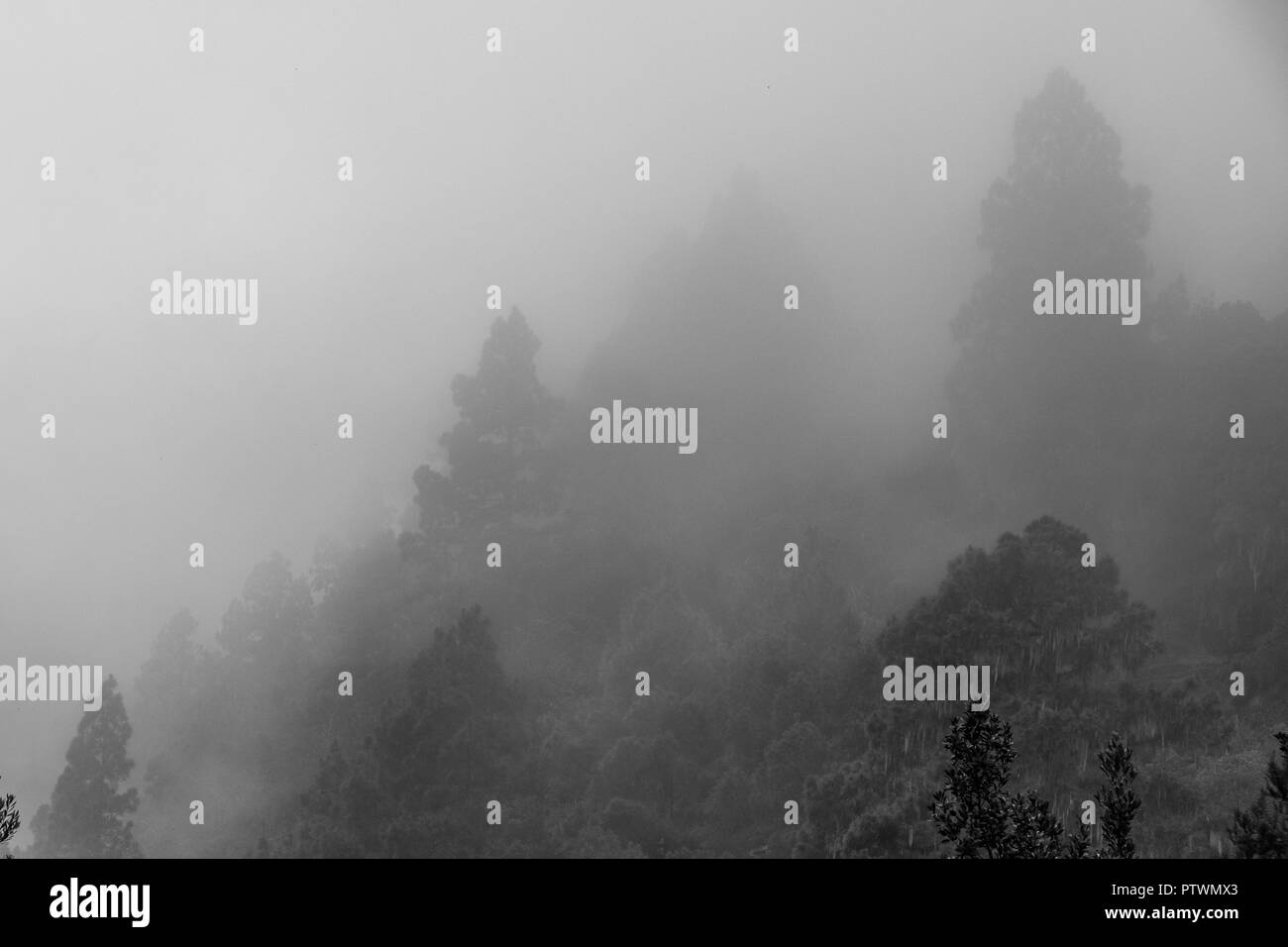 Los árboles en las nubes, niebla bosque de coníferas en la niebla Foto de stock