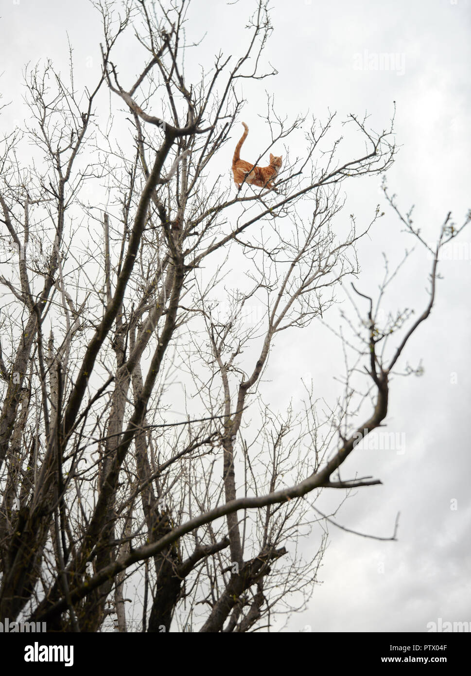Aventurero loco jengibre rojo gato atigrado encaramado en lo alto de un árbol de invierno de ramas. Foto de stock
