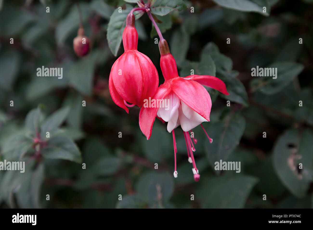 Flor rosa fucsia de cerca con antecedentes de enfoque suave Foto de stock