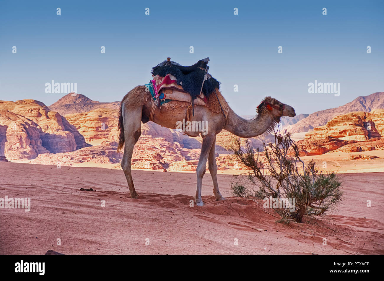 Un camello espera cerca de un arbusto aislado en medio de la arena y las montañas del desierto de Wadi Rum, en el sur de Jordania. Foto de stock