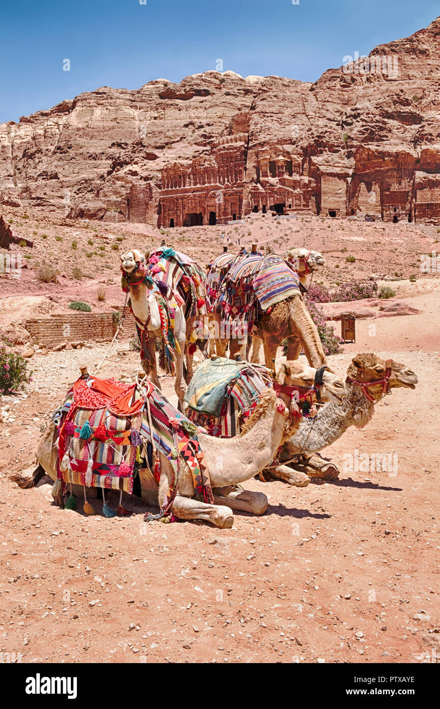 Un pequeño grupo de camellos espera para un paseo en el camino principal en el pintoresco destino de Petra en Jordania. Foto de stock