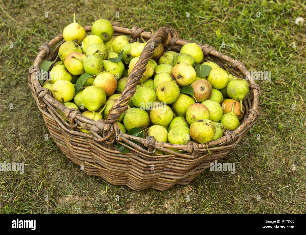 Canasta de mimbre llena con peras de pie sobre la hierba, fruta, punchbag  Fotografía de stock - Alamy