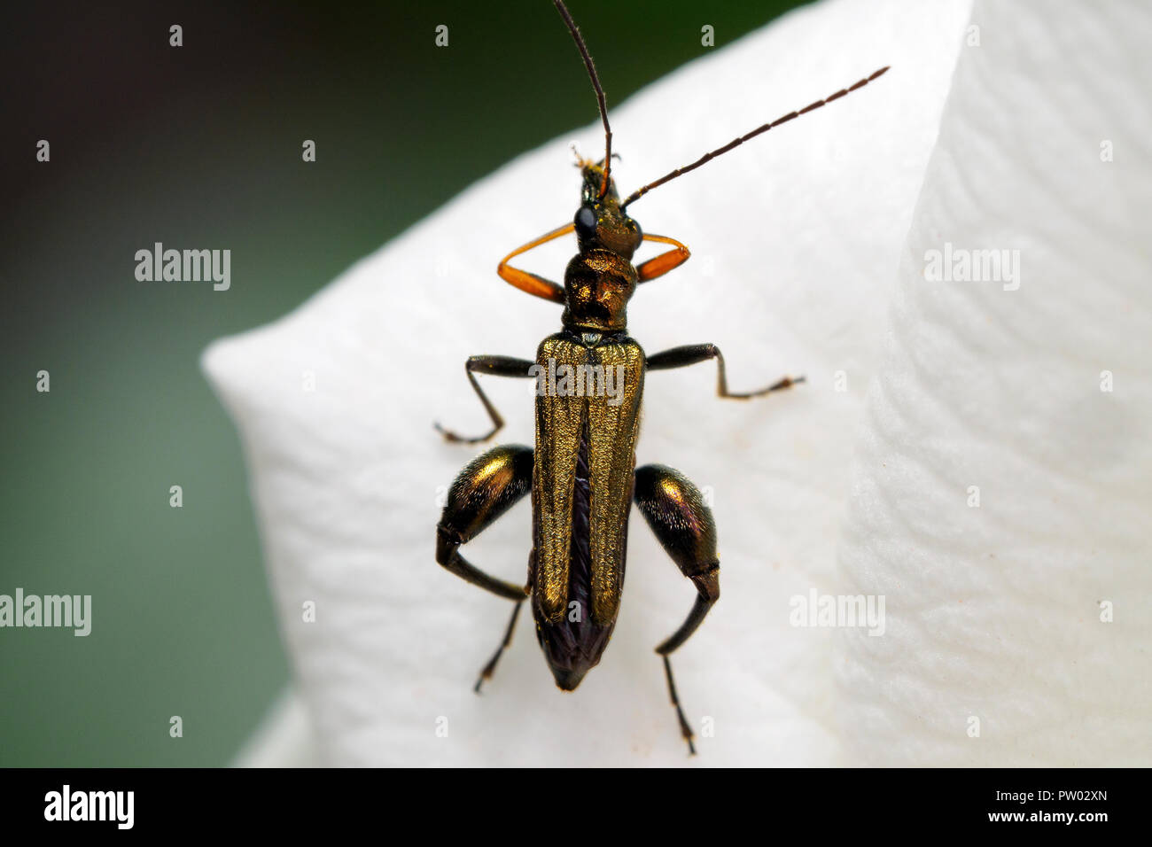 Oedemera nobilis (falso escarabajo de aceite, hinchada thighed escarabajo, flor de patas gruesas escarabajo) - Umbría, Italia Foto de stock