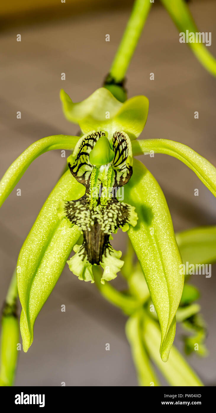 Primer plano detalle de la flor de orquídea negra Coelogyne pandurata. Esta  especie en peligro de extinción es nativa de Oriente Borneo, Indonesia  Fotografía de stock - Alamy