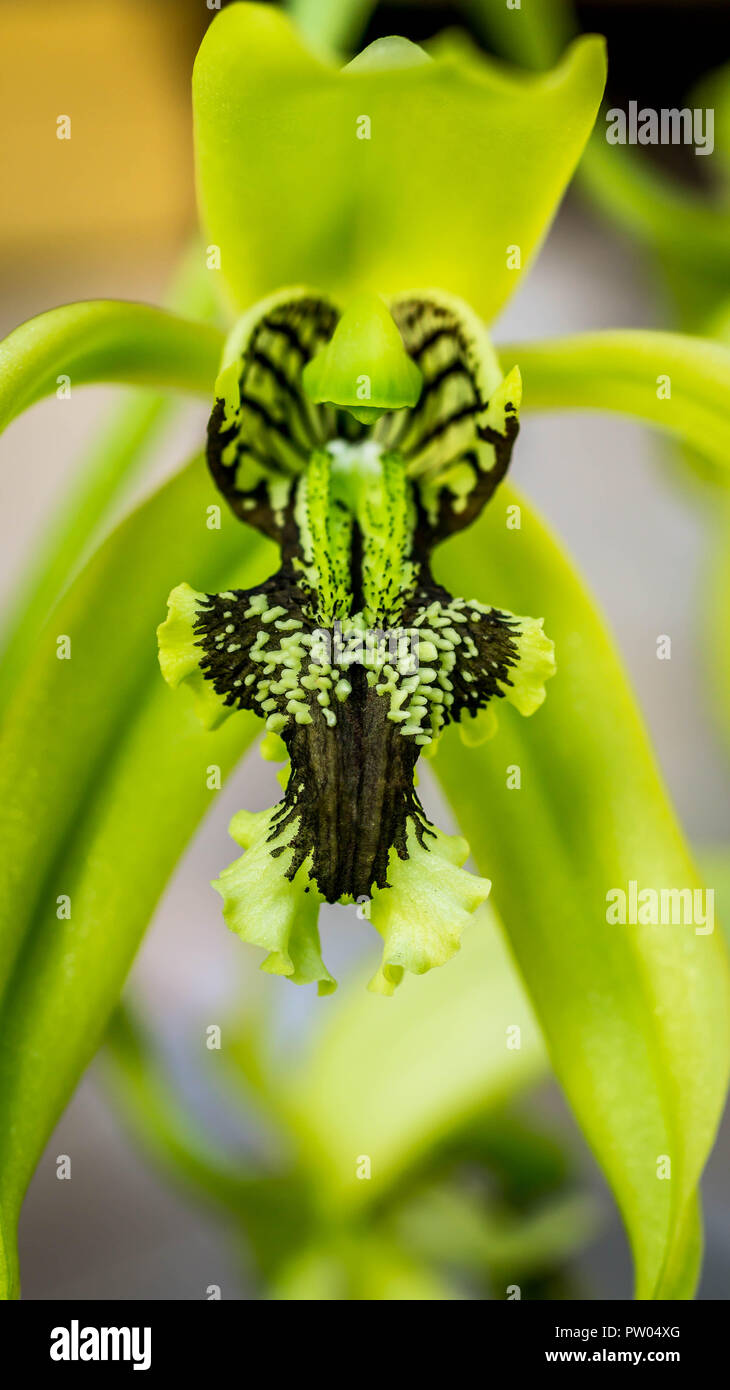Primer plano detalle de la flor de orquídea negra Coelogyne pandurata. Esta  especie en peligro de extinción es nativa de Oriente Borneo, Indonesia  Fotografía de stock - Alamy