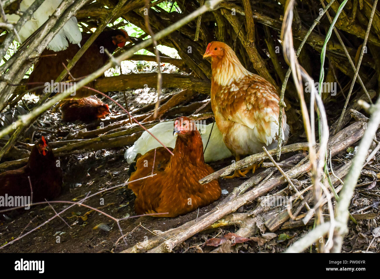 Free Range pollos escondido en una maraña de arbustos, Jasper, Georgia, EE.UU. Foto de stock
