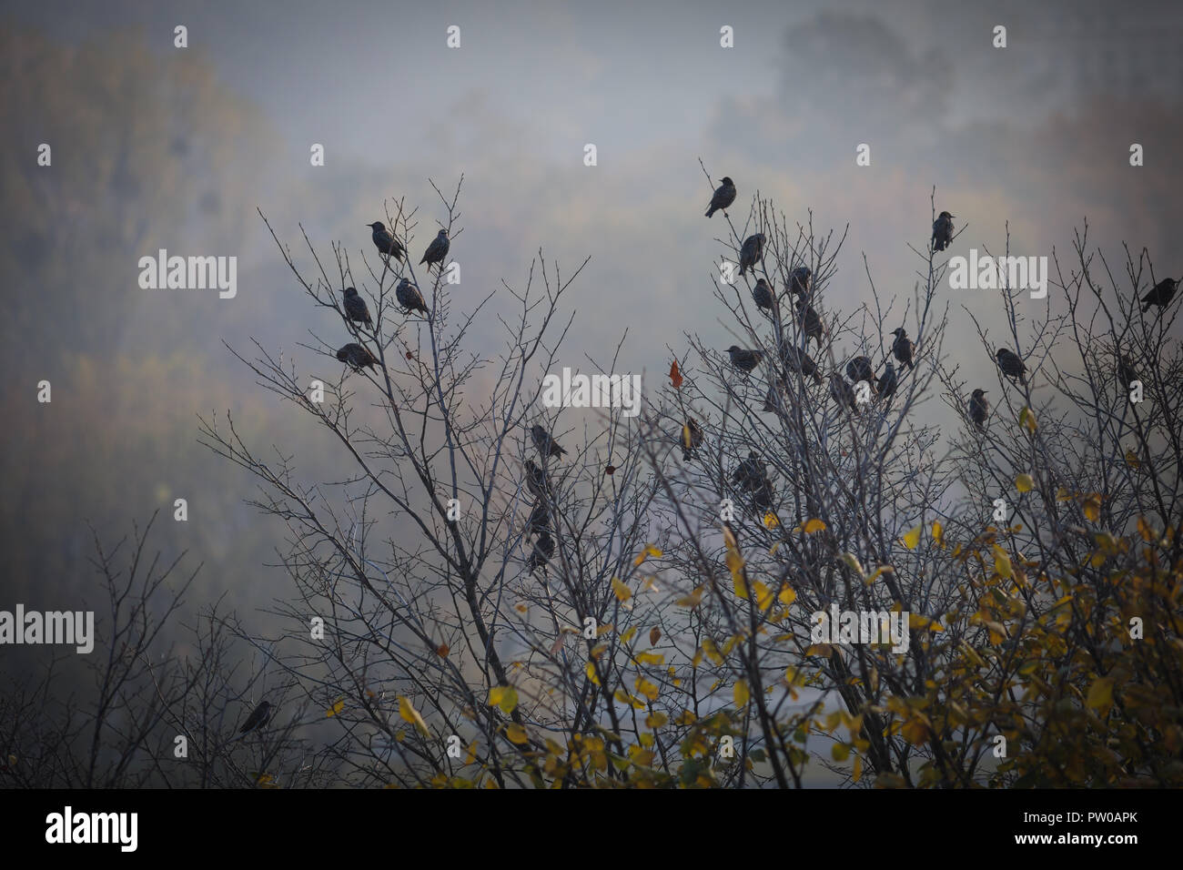 Paisaje otoñal depresivo, triste pájaros sentados en un árbol, una imagen oscura con vignette Foto de stock