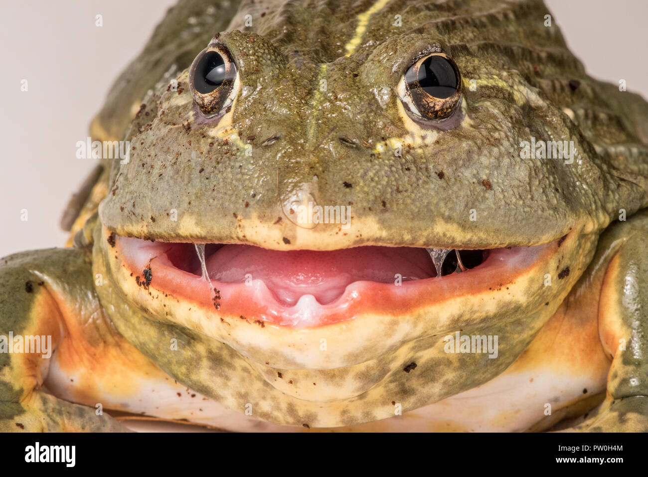 Pyxicephalus adspersus, una rana toro africana, abre su boca mostrando los surcos en su mandíbula inferior. Una de las pocas ranas que pueden dar una mordida dolorosa. Foto de stock