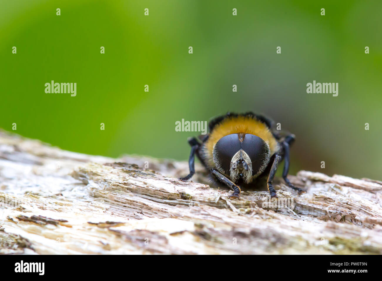 Cierre macro tiro de abejorros del Reino Unido aislados en madera en un entorno natural. Abeja británica, dos ojos compuestos en macro detalle. Espacio de copia Foto de stock
