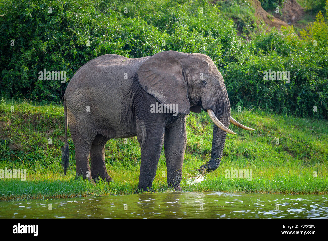Elefante Bebe Agua En El Lago Rio Elefantes Tomando Un Descanso Mientras Toma Una Copa Hermosa Luz Sobre El Elefante Del Agua Potable Durante Un Safari Fotografia De Stock Alamy Elefante Bebe Agua En El Lago Rio Elefantes Tomando Un Descanso Mientras Toma Una Copa Hermosa Luz Sobre El Elefante Del Agua Potable Durante Un Safari Fotografia De Stock Alamy