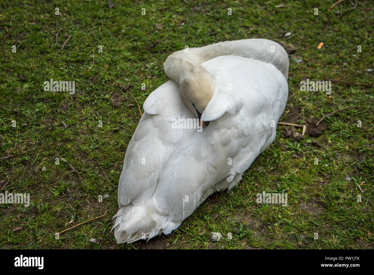 El White Swan apoyada por un canal en Brujas, Bélgica, Europa Foto de stock