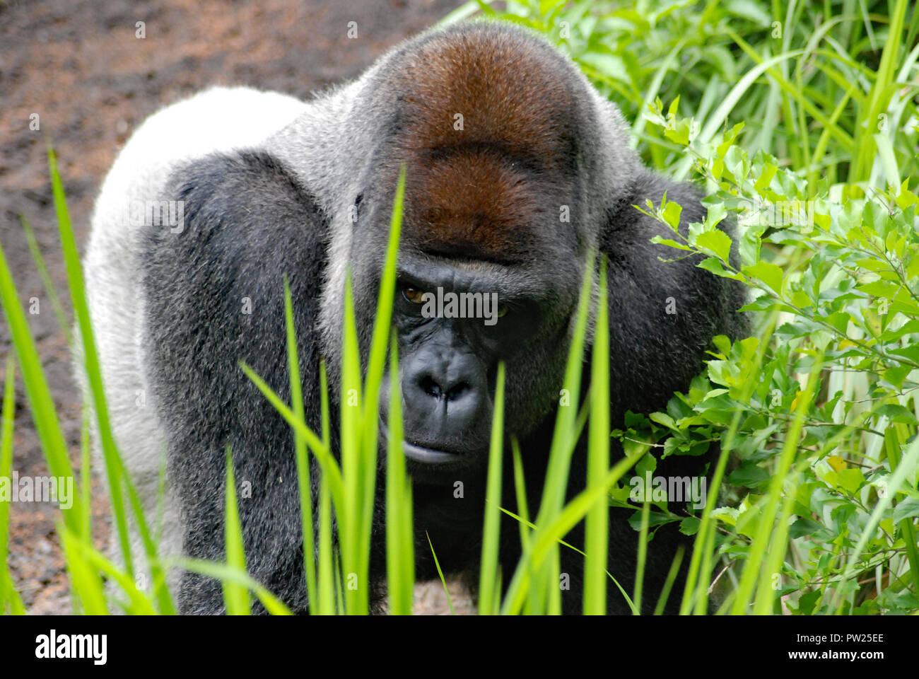 Silverback gorila closeup detrás de briznas de hierba Foto de stock