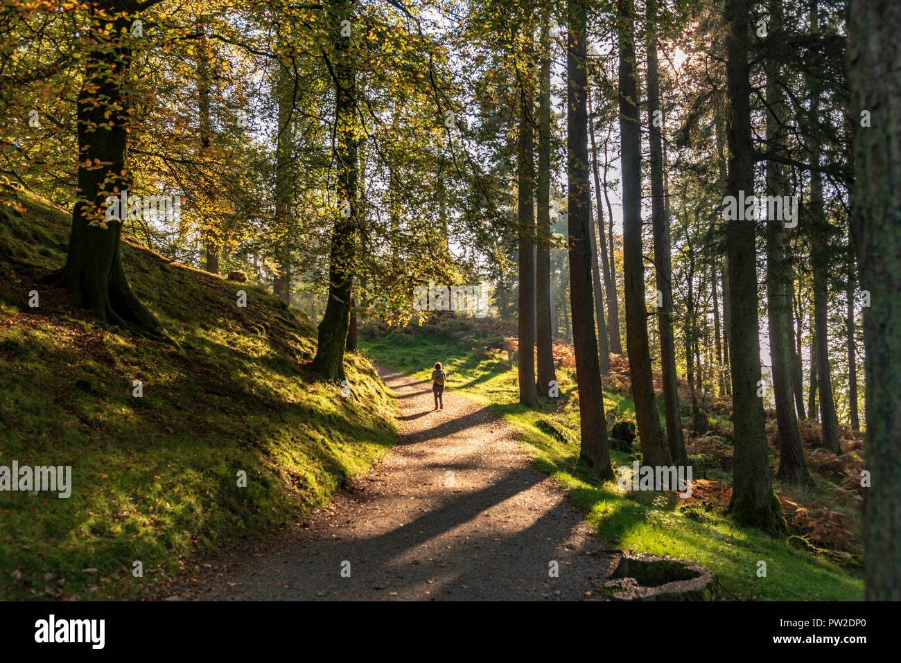 Colores de otoño en bosques con walkes disfrutando del sol. Foto de stock