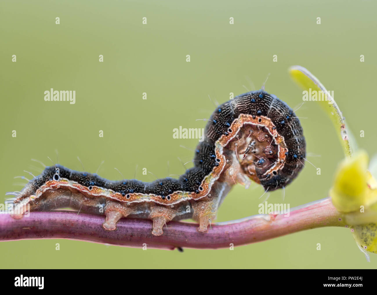 Un pequeño negro con rayas en un tallo de Caterpillar se dobla su cabeza. Macro shot. Foto de stock