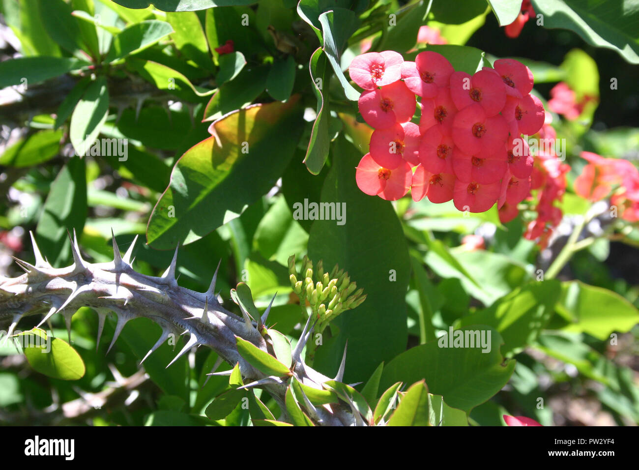 Euphorbia milii, la corona de espinas, Cristo, o Cristo planta planta thorn Foto de stock