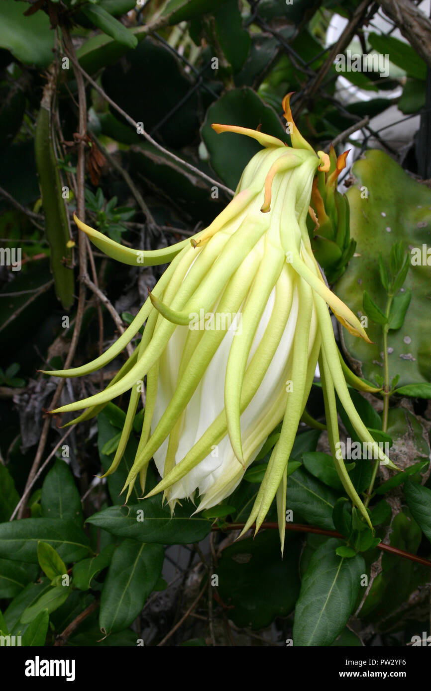 Detalle de la flor cerrada de Hylocereus undatus (white-ENCARNIZADO PITAHAYA) cultivada como ornamental O PARA LA FRUTA DE LA VID Foto de stock
