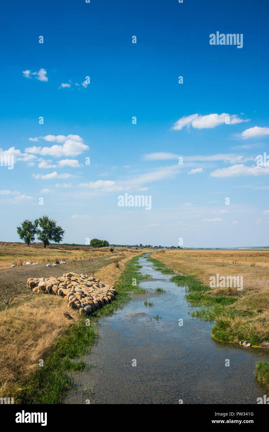 Rebaño de ovejas pastando en un pequeño canal, Besalma, Gagauzia, Moldavia Foto de stock
