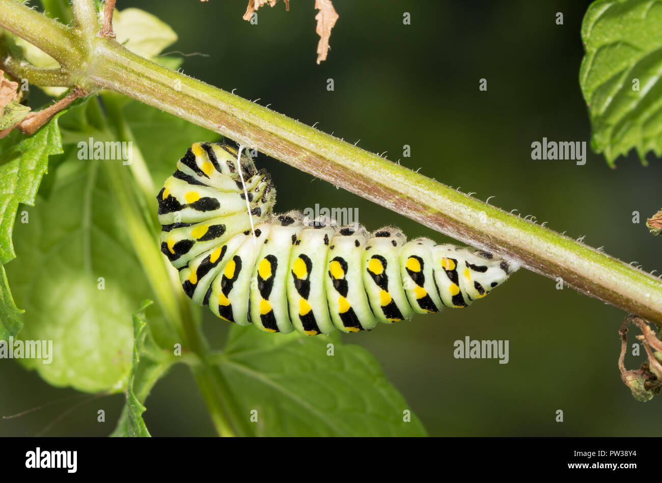 Último estadio de especie butterfly caterpillar alistándose a pupa, colgando de un tallo de menta Foto de stock