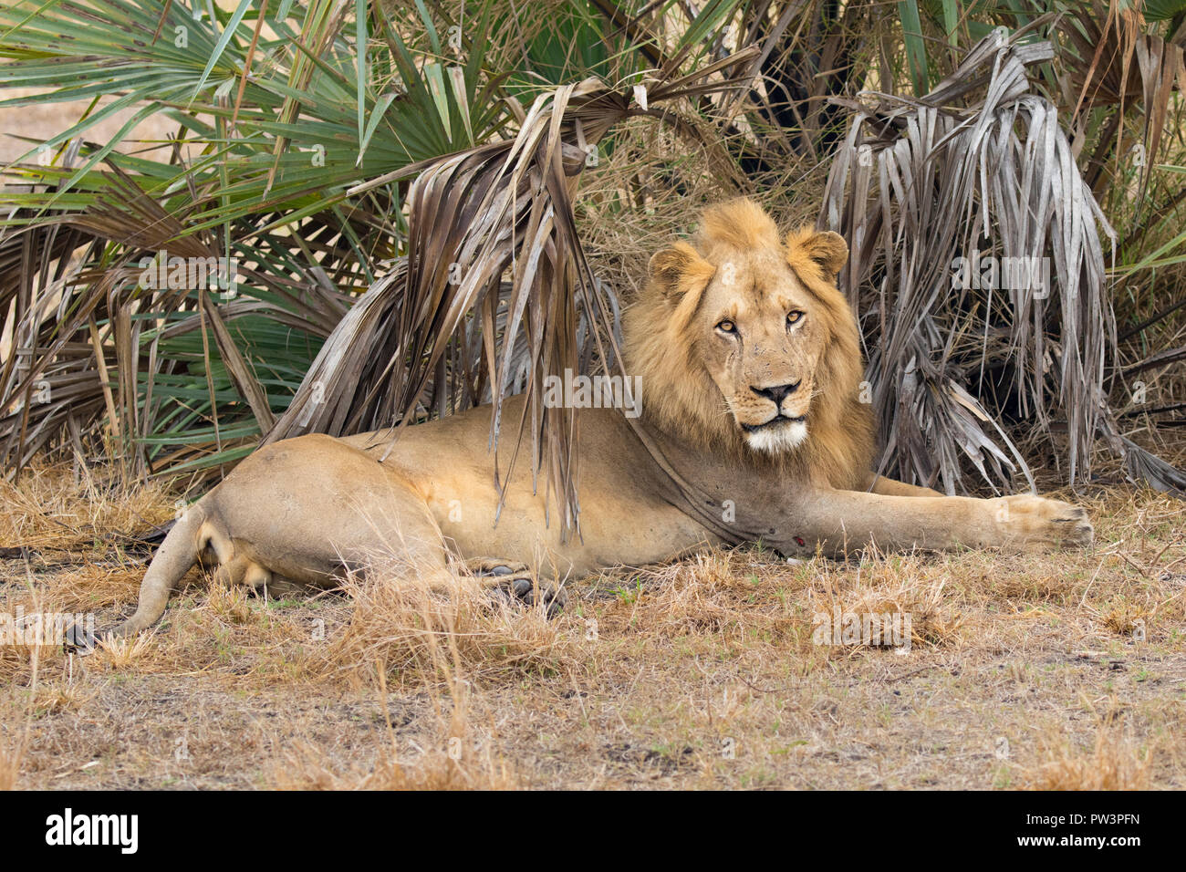 León Africano (Panthera leo) macho, el Parque Nacional de Gorongosa, en Mozambique. Las especies vulnerables. Foto de stock
