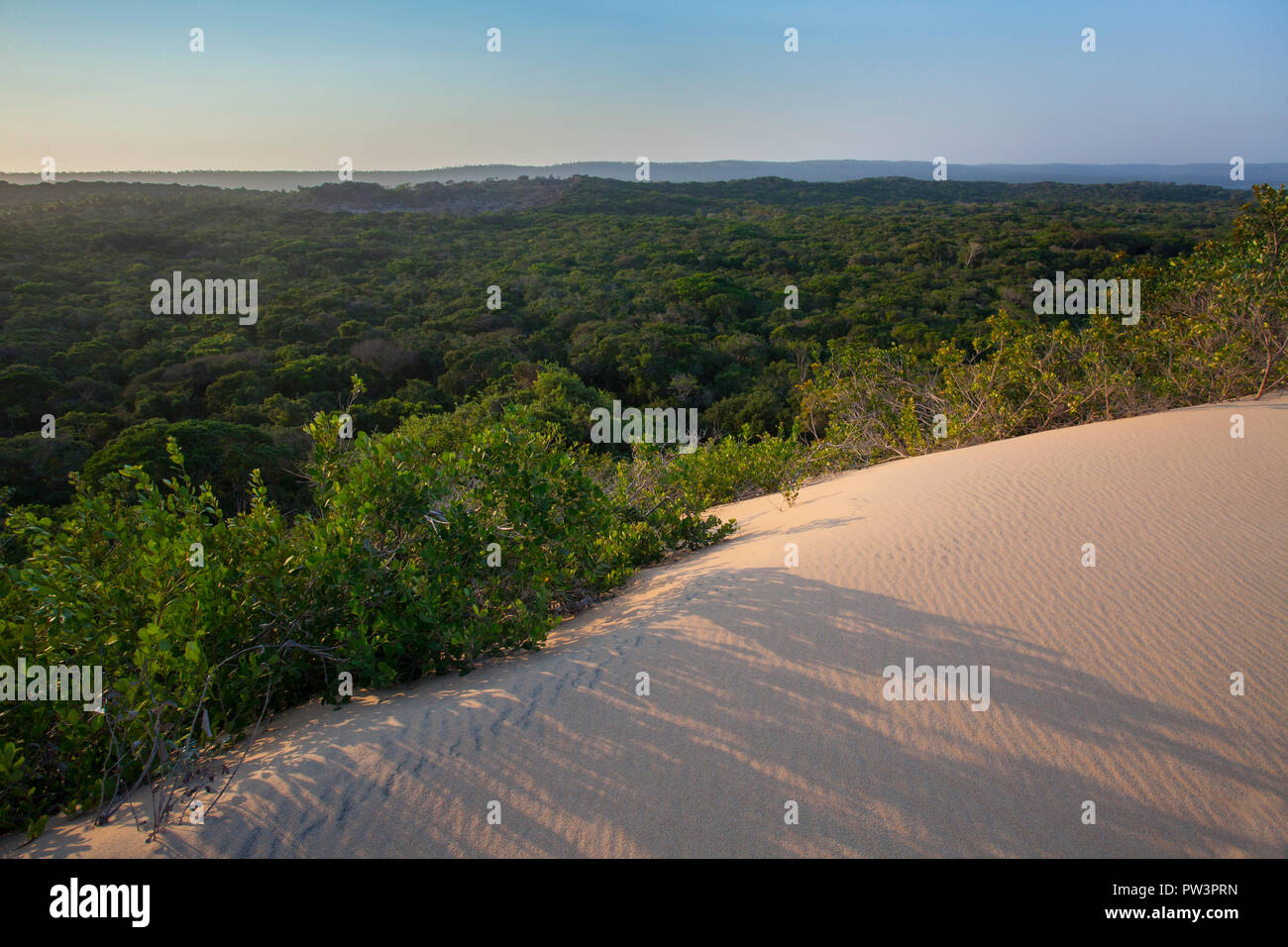 Al atardecer del bosque de dunas costeras, dunas de dovela, Inhambane, Mozambique Foto de stock
