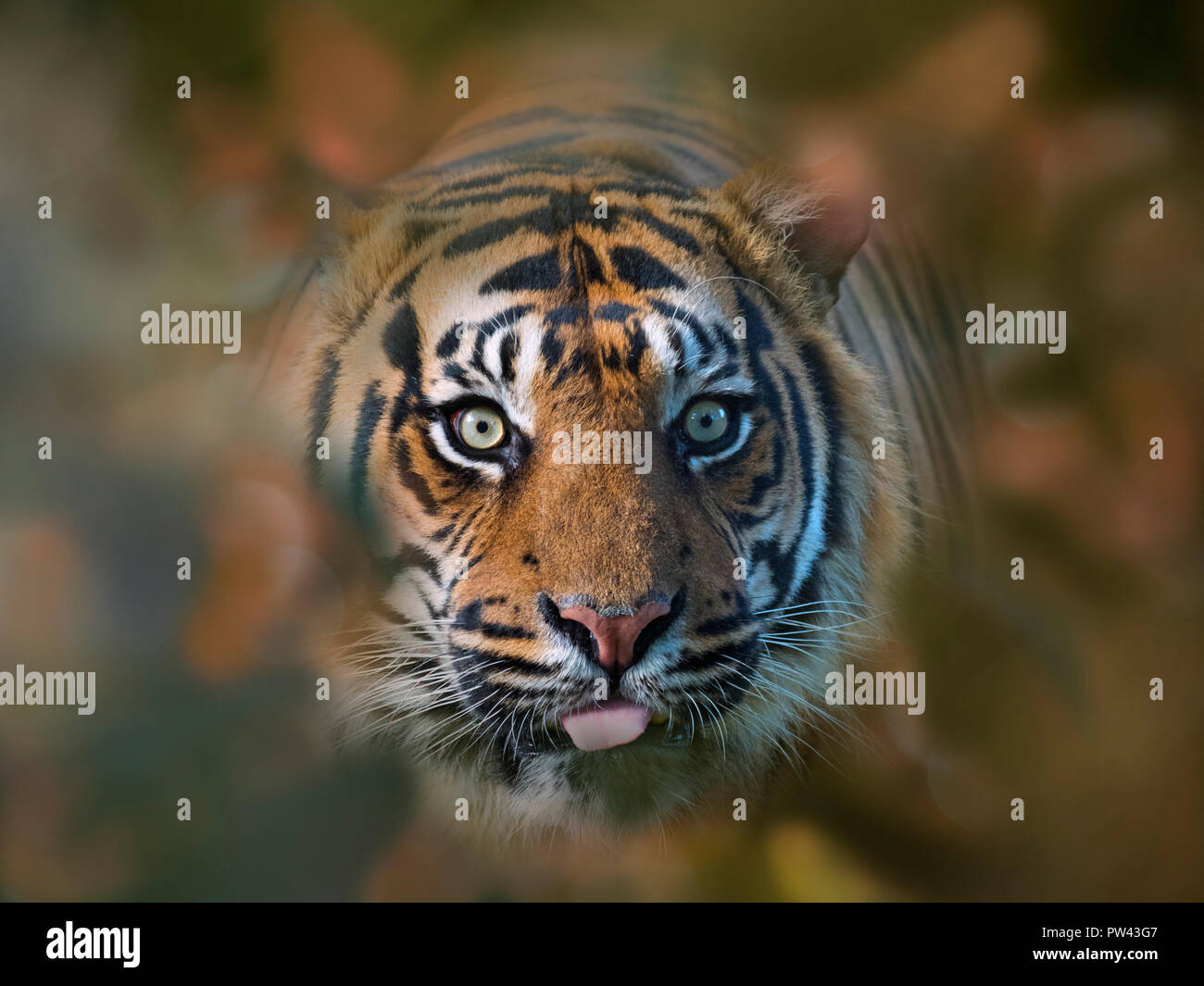 Tigre de Sumatra Panthera tigris sondaica cautivo Foto de stock