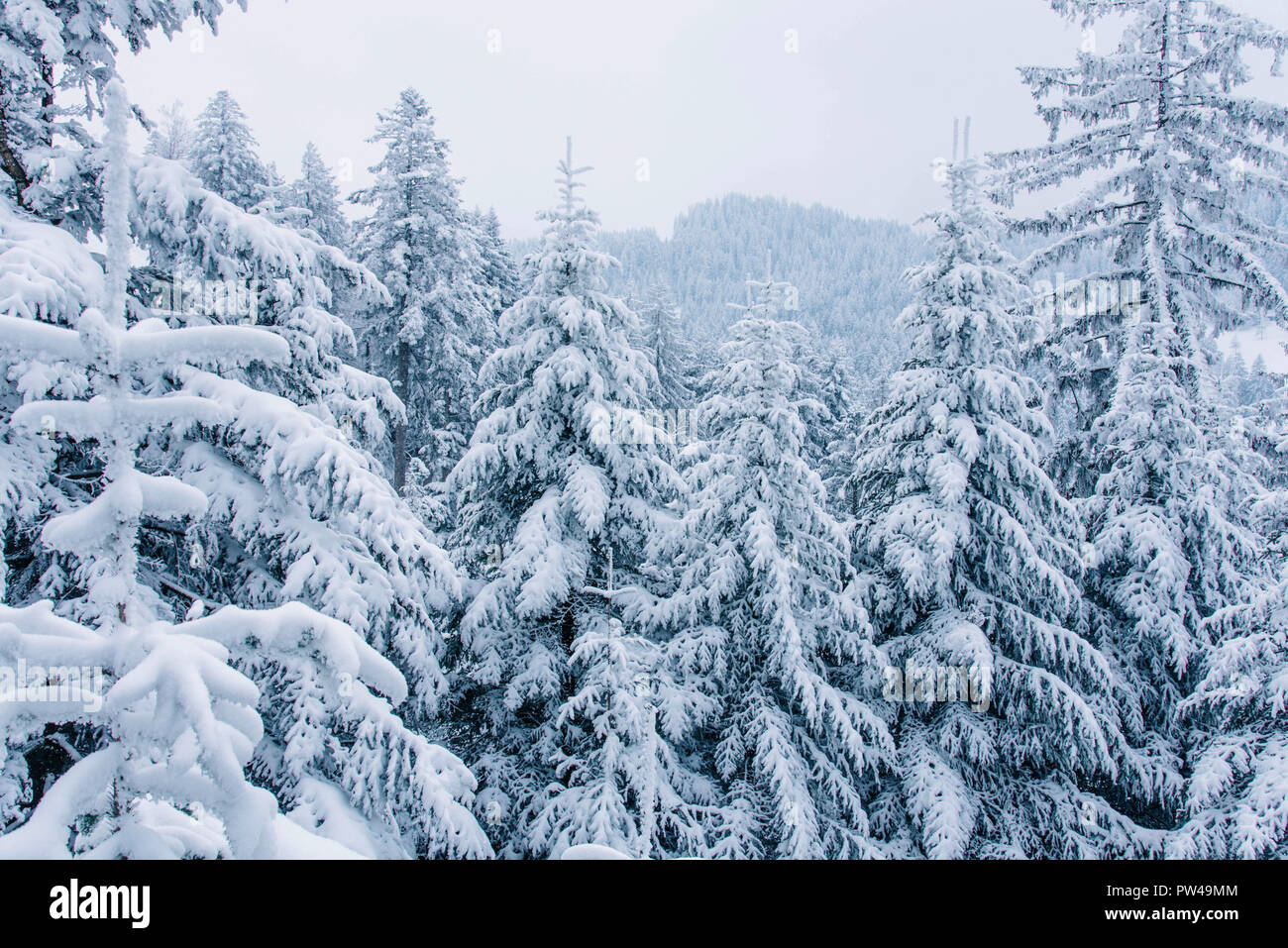 Vista del bosque de pinos cubiertos de nieve en Suiza. Foto de stock