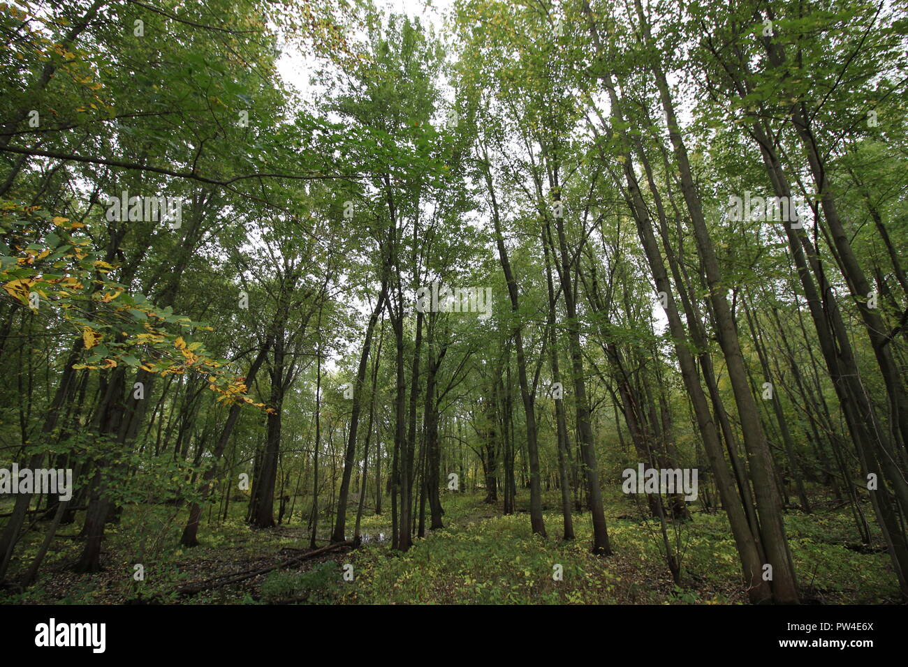 Una hermosa y exuberante bosque verde en Michigan, Estados Unidos Foto de stock