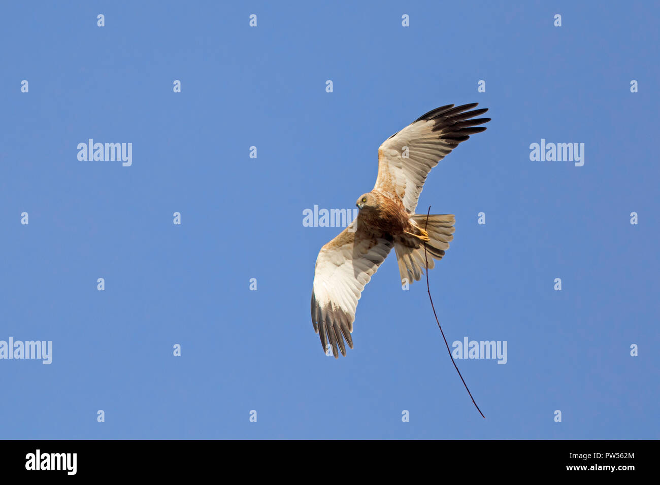 Aguilucho lagunero occidental / Euroasiática de aguilucho lagunero (Circus aeruginosus) macho en vuelo con ramita en garras para construir nido en primavera Foto de stock