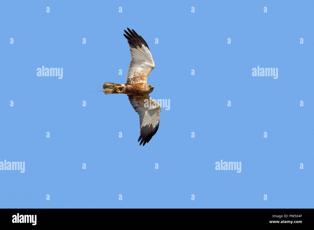 Aguilucho lagunero occidental / Euroasiática de aguilucho lagunero (Circus aeruginosus) macho en vuelo contra el cielo azul con cogido rana en garras Foto de stock