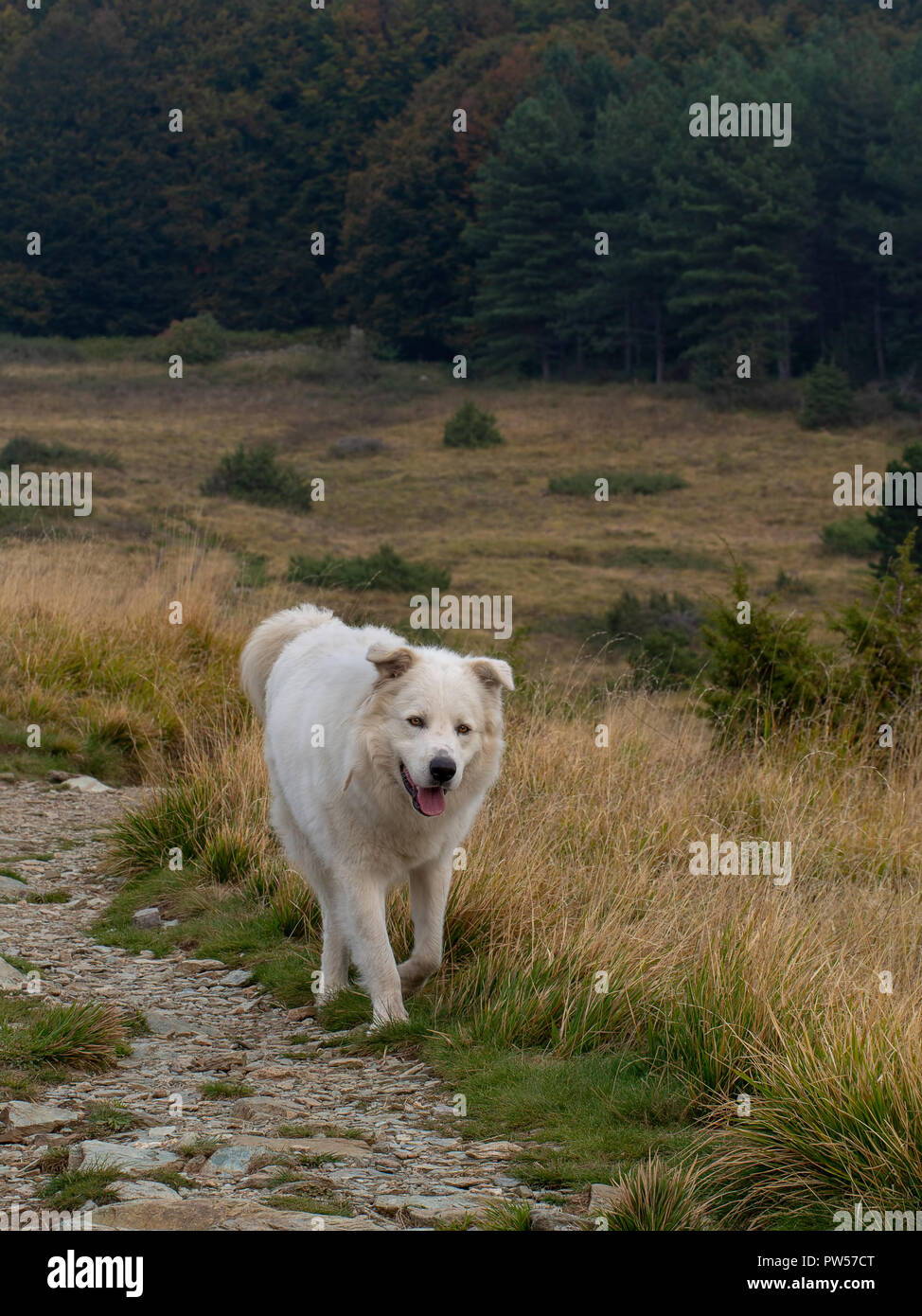 Precioso perro blanco grande girando libre en su entorno natural. La Maremma, Abruzzese ovejero. Foto de stock
