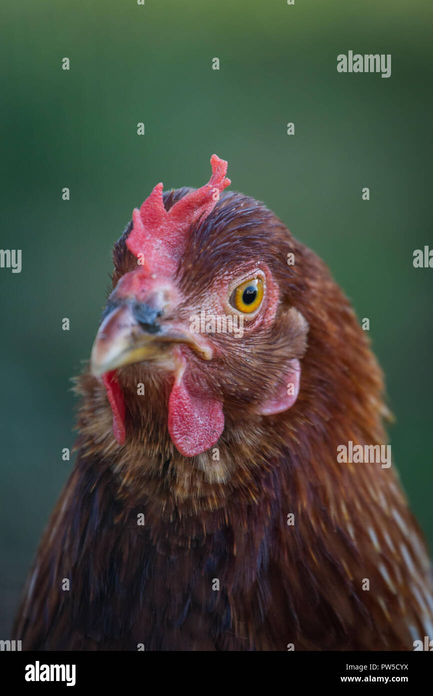 Feliz intervalo libre de pollo (Gallus gallus domesticus) disfrutando del buen tiempo Foto de stock