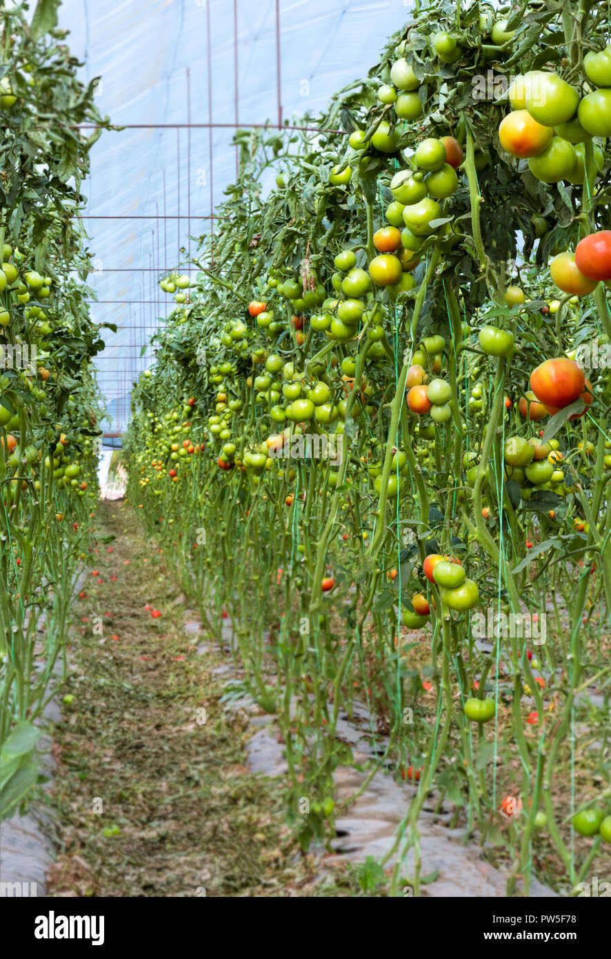 Dentro de la plantación de tomates de invernadero.Muchos jóvenes verde y  rojo tomate colgando de las plantas Fotografía de stock - Alamy