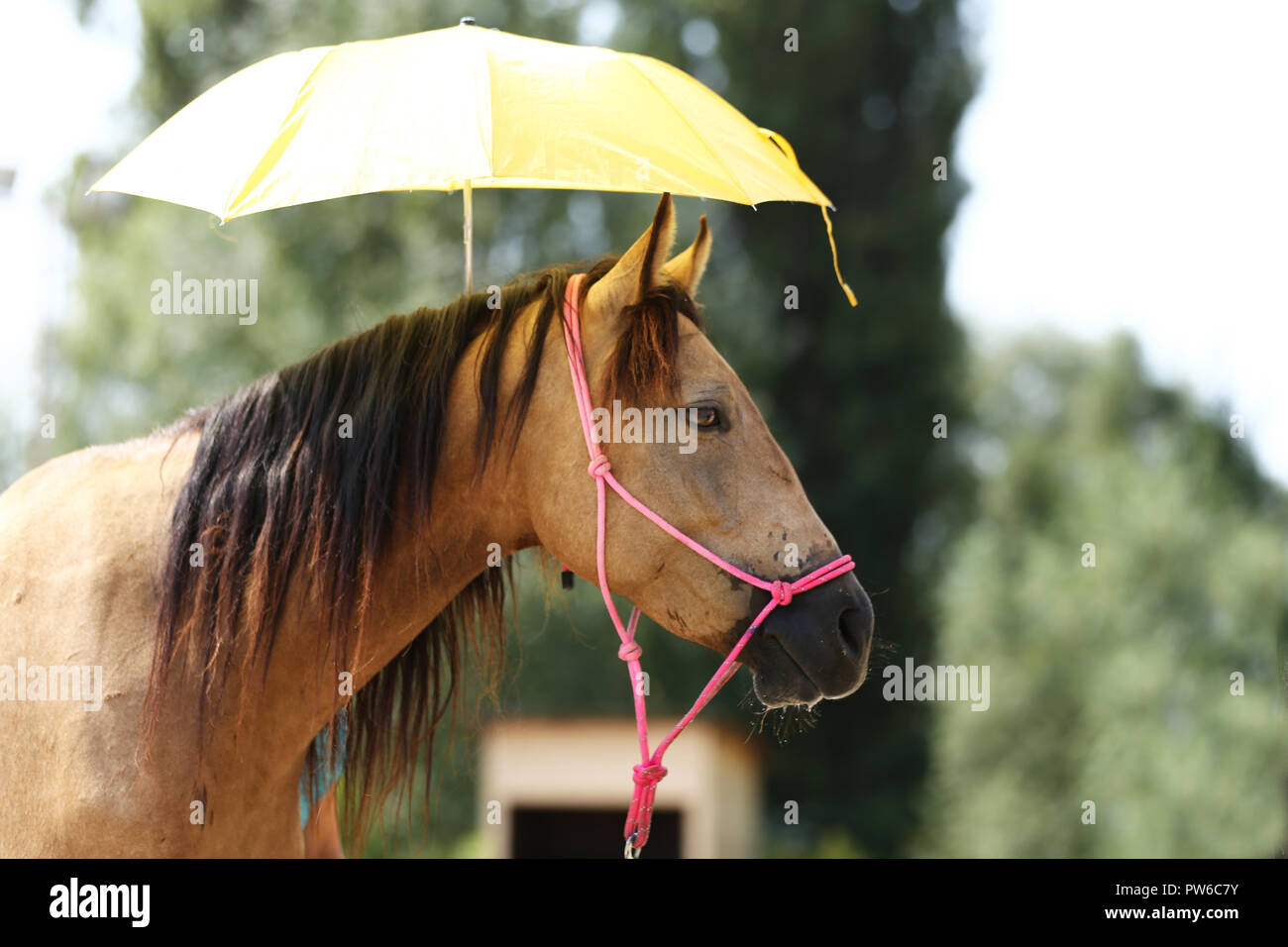 Alguien está sosteniendo un paraguas sobre cabeza del caballo como una formación en una granja de animales rural Fotografía de stock - Alamy