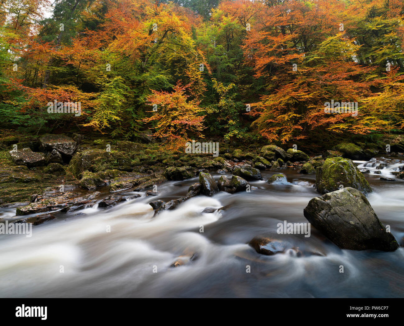 Espectaculares colores otoñales en Black Linn Falls en el Hermitage Un famoso lugar de belleza cerca de Dunkeld en Perthshire, Escocia Foto de stock