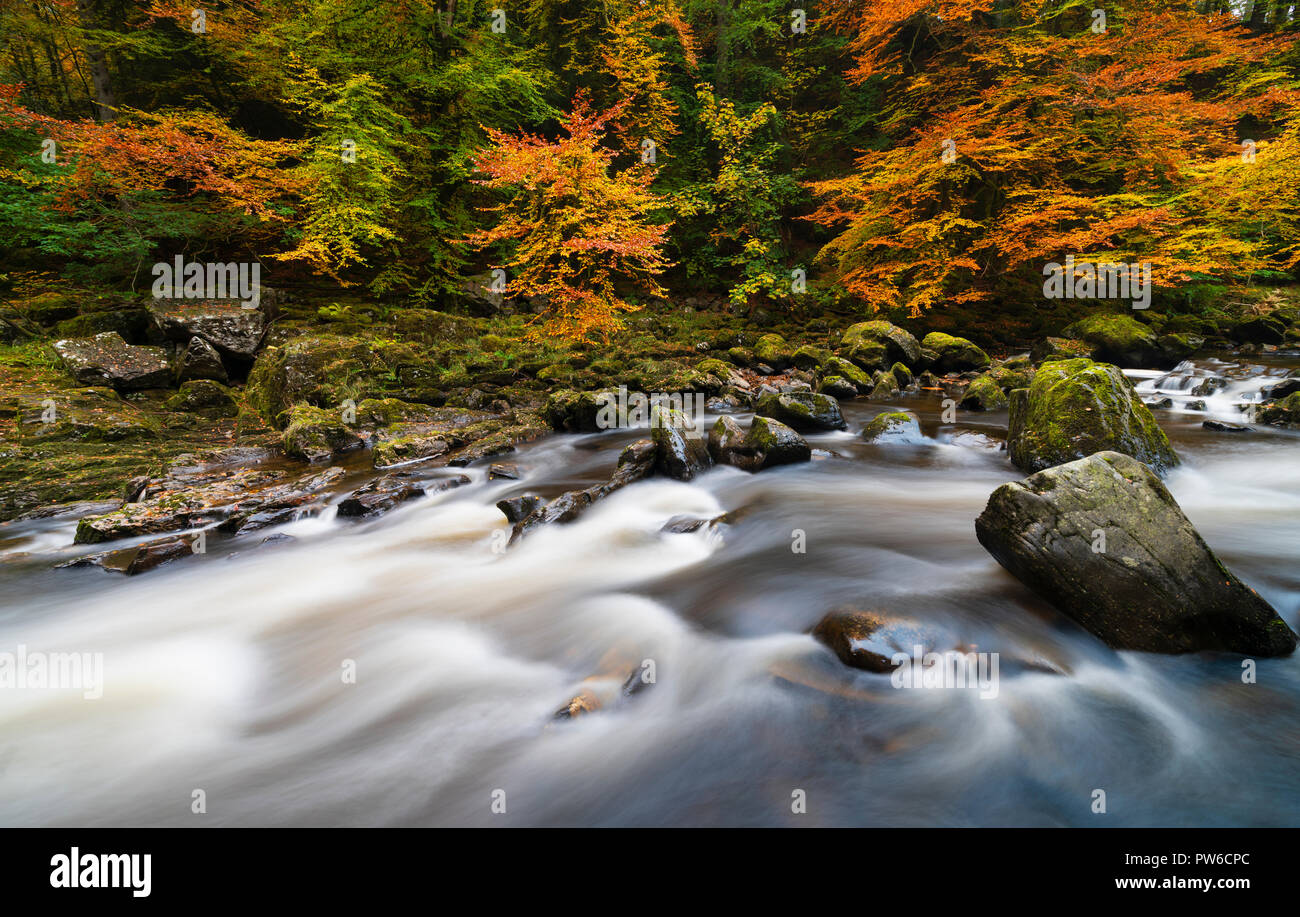 Espectaculares colores otoñales en Black Linn Falls en el Hermitage Un famoso lugar de belleza cerca de Dunkeld en Perthshire, Escocia Foto de stock