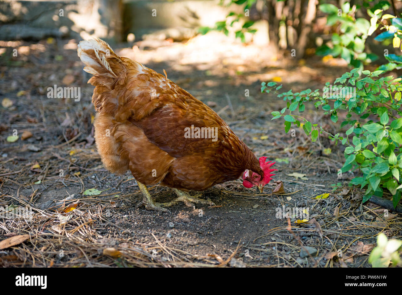 Brown chicken buscando comida junto a un arbusto Foto de stock