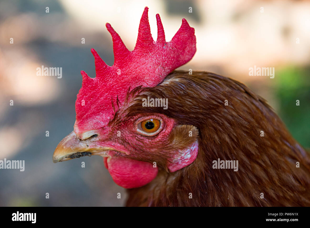 Close-up retrato de un pollo (sólo la cabeza marrón) Foto de stock